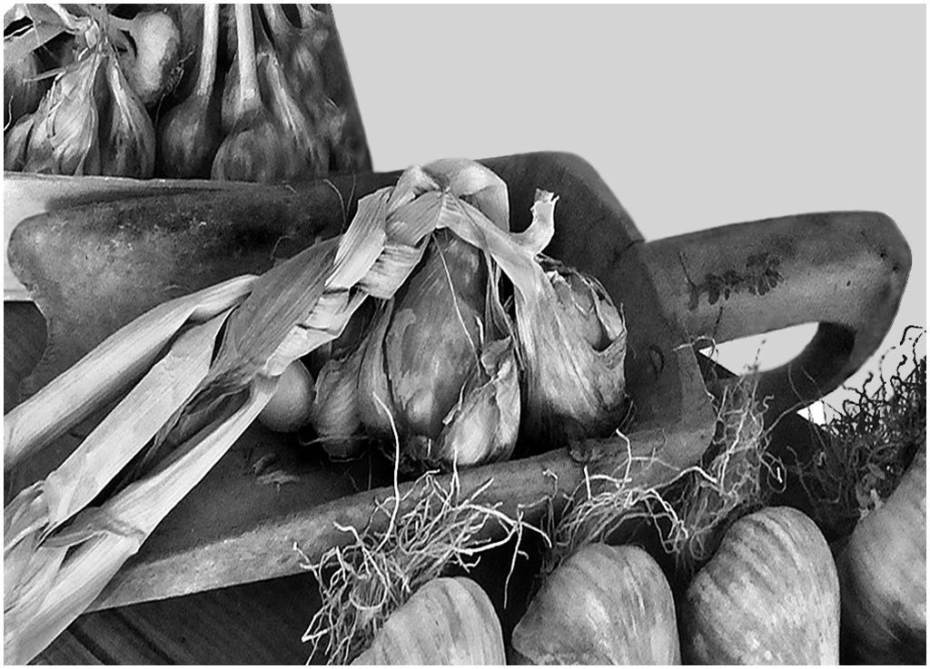 l'aglio di Vessalico (12).jpg